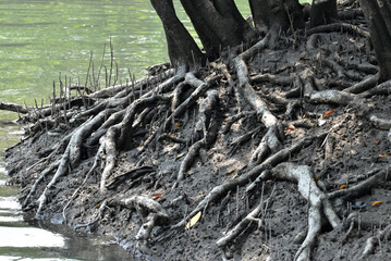 Erected Breathing Roots the Pneumatophores of mangroves trees at the World largest mangrove forest Sundarbans