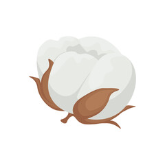 Cotton. A white cotton box. Cotton wool. The ripe fruit of a cotton plant. Vector illustration isolated on a white background.