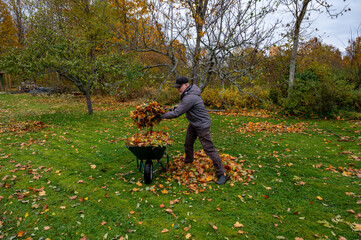 Fototapeta premium Swedish man raking leaves from green lawn