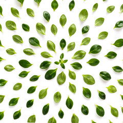 green leaves pattern from fresh thyme leaf. Top view or flat lay. Isolated on white with clipping path. Ssquare