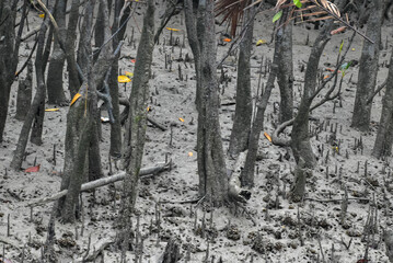 Erected Breathing Roots the Pneumatophores of mangroves trees at the World largest mangrove forest Sundarbans