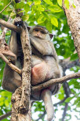 A macaque sits in the branches of a tree and observes the surroundings, Thailand
