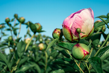 Pastel Pink Peony Blossoms Await