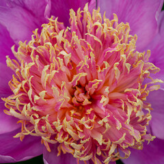 Close-Up of Fiery Peony Center with Golden Fringes