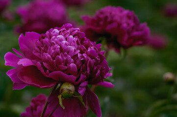 Intense Magenta Peony Blossoms in Focus