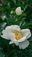 Pure White Peony Blossom in Garden