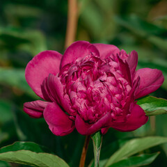 Deep Red Peony in Full Bloom Against Green Backdrop