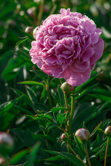 Soft Pink Peony Blooming in Verdant Garden