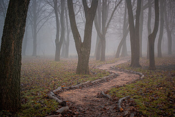 Misty Forest Path Winding Through Bare Trees in Autumn