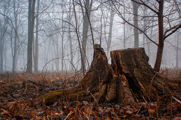 Old Tree Stump in Foggy Forest Clearing