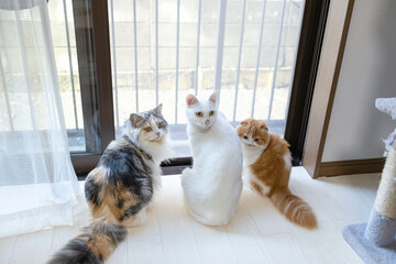 窓際で振り向く3匹の猫