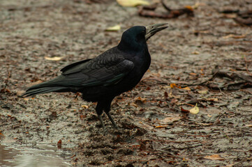 Black Crow on Muddy Forest Floor
