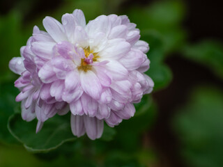 Dew-Covered Soft Pink Chrysanthemum