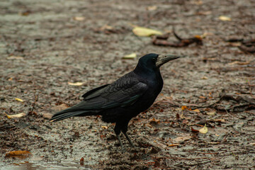 Solemn Black Crow on Damp Earth