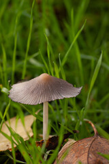 Mushroom Sprouting Among Green Grass