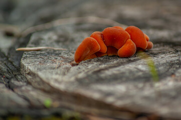 Orange Fungus Growing on Tree Stump