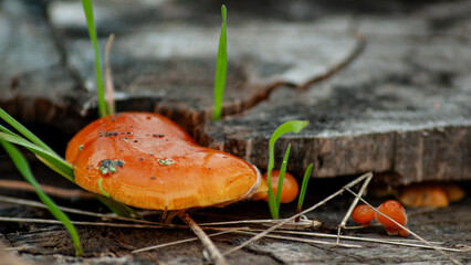 Bright Orange Mushroom Growing by Tree Stump