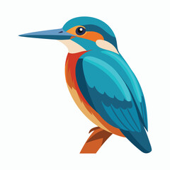 kingfisher illustration vector
