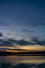 Evening Migration Over the Reflective Waters