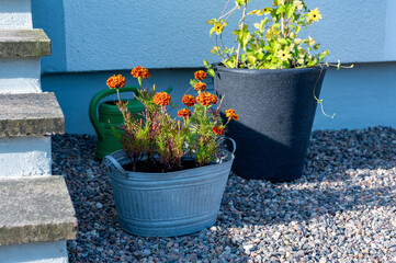 Two pots with flowers beside doorstep in stone