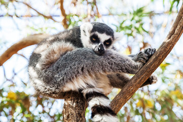 Obraz premium Ring-tailed Lemur, sitting on a branch in a zoo