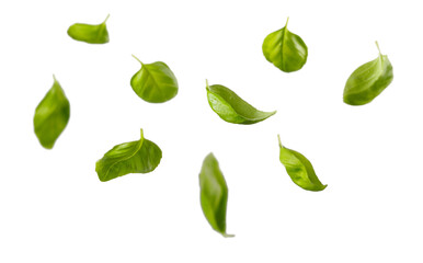 Flying fresh green basil leaves and bowl with spinach on gray table and white brick wall background. Fly spinach. Cooking pesto and raw food concept.