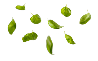 Flying fresh green basil leaves and bowl with spinach on gray table and white brick wall background. Fly spinach. Cooking pesto and raw food concept.
