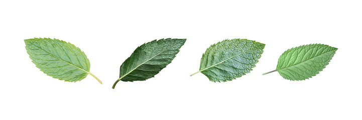 set Mint leaves isolated on a white background