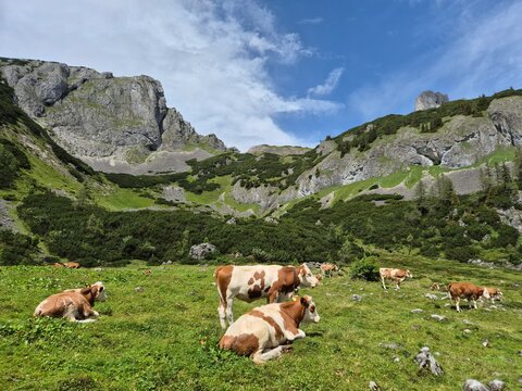 cows grazing on an alpine meadow, behind them the dead mountains, tauplitzalm in styria