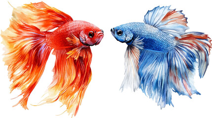 Fototapeta premium Watercolor painting of two colorful male fighting fish on a white background.