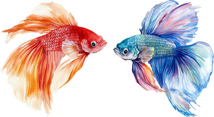 Fototapeta premium Watercolor painting of two colorful male fighting fish on a white background.
