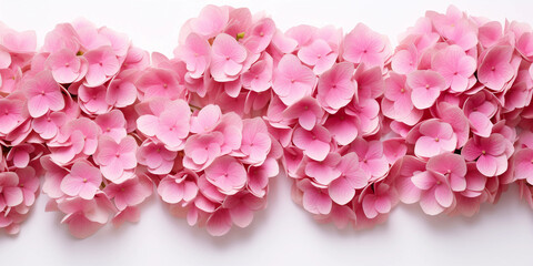 pink hydrangea flowers on the white background