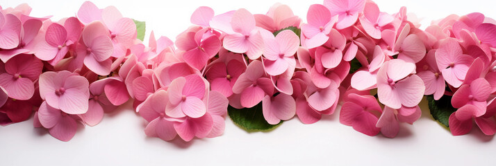 pink hydrangea flowers on the white background