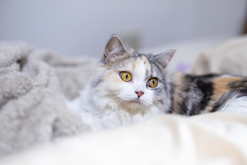 後ろを振り返るスコティッシュフォールドの子猫