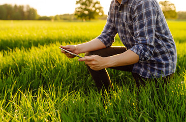 A farmer examines crop growth in a vibrant green field during a golden sunset in summer. Smart farm.  Modern digital technologies.