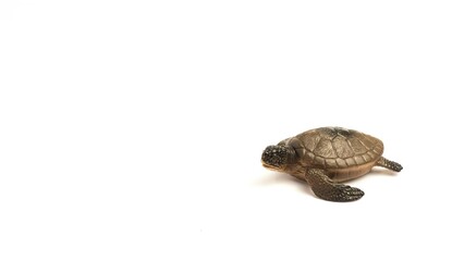 A Turtle Shaped Children's Toy On A White Background Isolated And With Composition Leaving Space On The Right Side