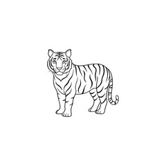 tiger on white background