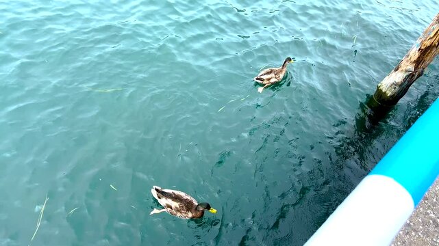 A serene video shows two ducks swimming on calm waters near a scenic dock and boat, inviting viewers to enjoy natures tranquility
