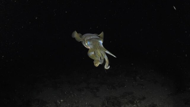 Bigfin Reef Squid - Sepioteuthis lessoniana hunts in the nigth. 4K slow motion underwater video. Night diving in Tulamben, Bali, Indonesia.