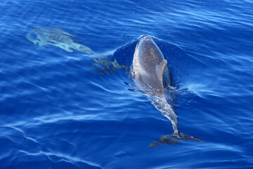 Zwei Delfine unter und knapp oberhalb der Wasserlinie © Markus Kammermann
