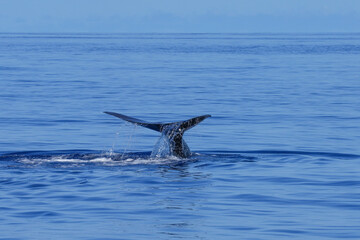 Fototapeta premium Pottwal zeigt seine Flosse bevor er abtaucht 