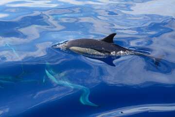 Common Dolphin at the surface of the ocean