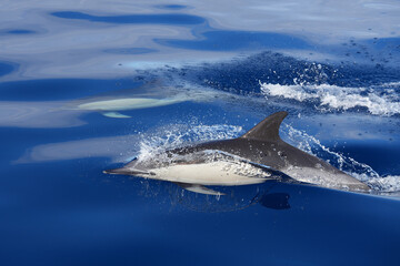 delfin pfügt sich elegant durch das Meer vor der Insel Faial