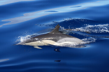 Gemeiner Delfin taucht an der Oberfläche auf © Markus Kammermann