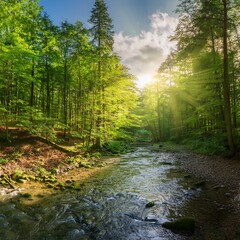 Obraz premium a path in the woods