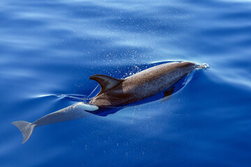 Delfin mit Flosse im Meer © Markus Kammermann
