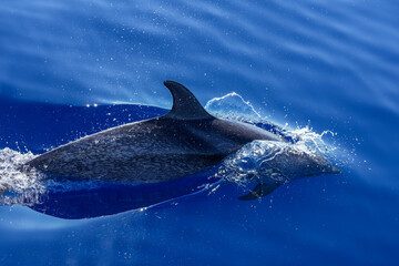 Delfin mit Flosse im Meer © Markus Kammermann