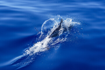 delfin pfügt sich elegant durch das Meer vor der Insel Faial