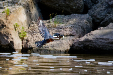 The belted kingfisher (Megaceryle alcyon) with a caught fish. Belted kingfisher is a large, conspicuous water kingfisher, native to North America