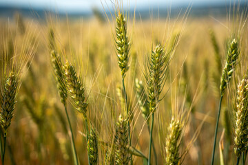 A field of wheat with tall green stalks